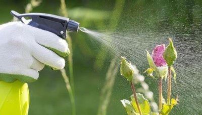 肥液能不能喷施花叶,喷施浓度为0.1%