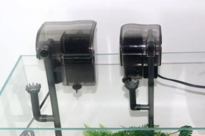 养孔雀鱼用什么水草,可选择阿根廷蜈蚣草、红柳、水芋等