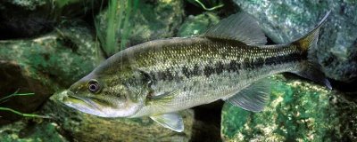 淡水鲈鱼如何养殖,需根据水色和透明度及时加注新水