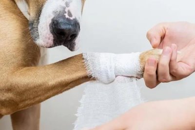 小狗出生几天就会走路,一个月左右的时候便会走路