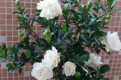 让栀子花爆盆的方法,花期要增施磷钾肥