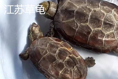 中华草龟分布省份,不同地区的中华草龟有所区别