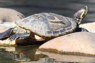 巴西龟外壳翘能恢复吗，要看它们翘壳的情况