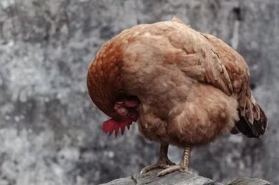 鸡坏死性肠炎，常突然发病