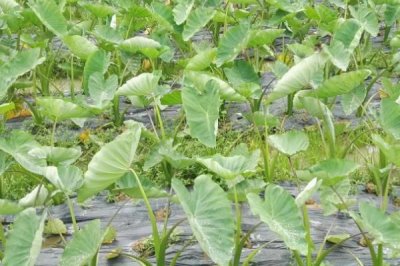 香芋栽培要点，栽种之前要施足基肥