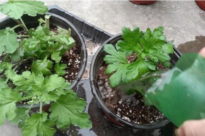 秋季怎么养护菊花，每天要晒光2-3小时