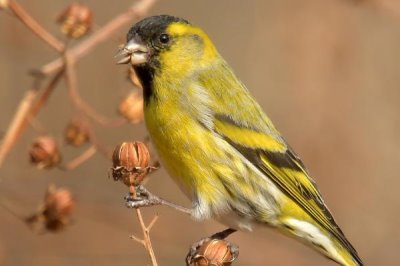 如何让黄雀不怕人,可通过喂食建立信任