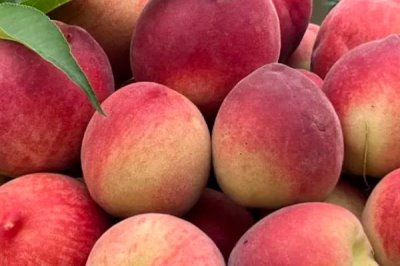 胭脂脆桃的成熟时间,一般为6月份