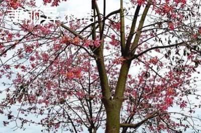 美丽异木棉和木棉的区别，科属、形态和习性均不同