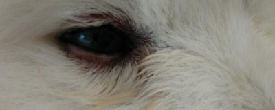 犬眼肿胀的原因，可能是玩耍时不慎抓到