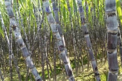 水果甘蔗怎么管理,每年要培土3-4次