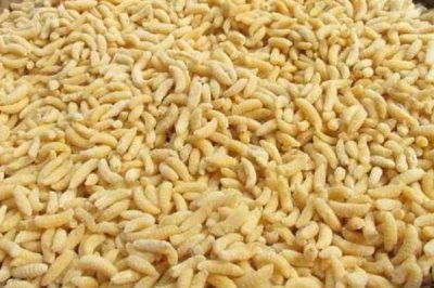 蜜蜂的发育过程，三型蜂的发育大不相同