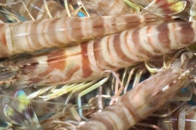 对虾的品种，常见品种有中国对虾、斑节对虾和日本对虾等