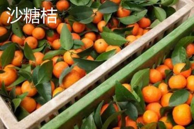 沙糖桔与蜜桔的区别,颜色、外观、口感都不同