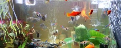 养鱼如何按先后顺序使用老三样，换水、升温后再下盐