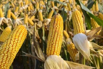 京科232玉米品种的特性，中抗南方锈病