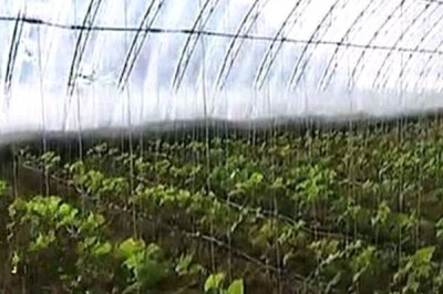 蔬菜大棚上起雾滴怎么办,可用有机硅兑水喷洒棚膜
