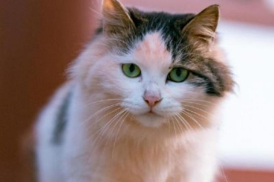 猫咪冬季如何过冬,室内温度不用调的太高