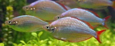 洛氏唇银汉鱼好不好养,饲养难度较大