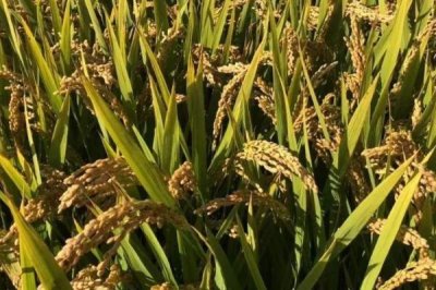 荟丰优615水稻种子介绍，每亩有效穗数13.8万