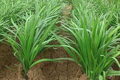 韭菜怎样种植，适合生长在较为肥沃的环境中