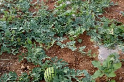 夏天可以种西瓜吗,夏天不适合种西瓜