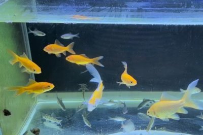 5厘米的金鱼怎么养长得快，要给它们准备一个舒适的生活环境