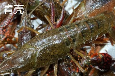 青红虾的产地,原产自美国的中南部和墨西哥的东北部