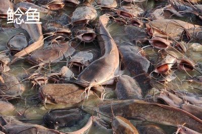 7号丸世钩适合钓什么鱼,黄颡鱼、鲶鱼和黑鱼都适用