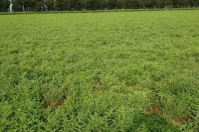 黄芪的管理方法,幼苗期至少要间苗2次