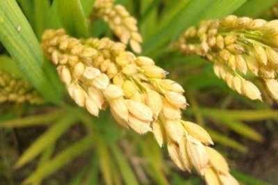 壮香优白金5水稻种子特点，全生育期111.0天