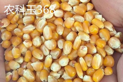 什么品种的甜糯玉米种子好,因地制宜
