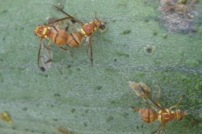 葱叶为什么会出现白斑,可能是葱蓟马、斑潜蝇、灰霉病等病虫害所导致