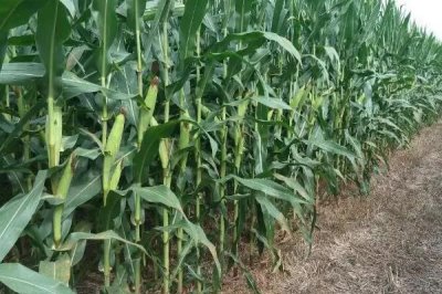 登峰607玉米种子介绍,注意防治病害虫