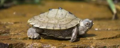 地图龟适合水养还是干养，养在水中会更合适