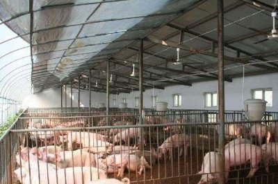 小型养猪场猪粪处理，可以把猪粪晒干或当有机肥料