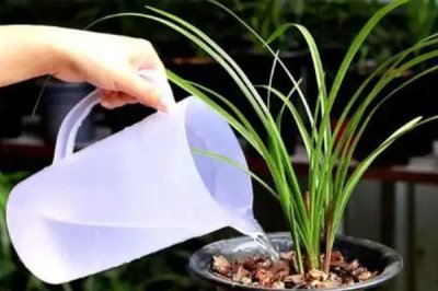 夏天兰花叶子发黄干枯的原因，可能是通风不良或积水闷根所致