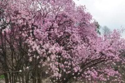 辛夷怎么繁殖,可采用播种、扦插等方法