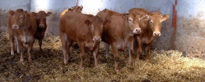 养牛如何节省饲料，可将草料进行加工或配合饲料