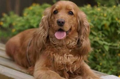 可卡的价格,市场上的常见品种一只需要800-2000元左右