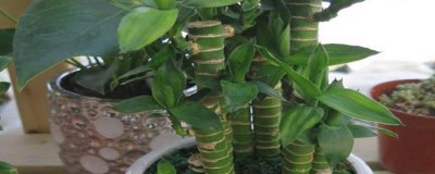 让富贵竹生根的方法，剪除细根再进行水培