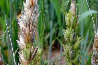 咪鲜胺可以防治什么病害,对水稻恶苗病、稻瘟病、小麦赤霉病等病害具有防效