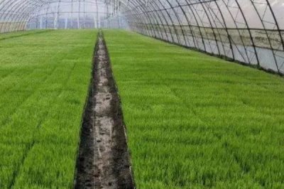 水稻苗床管理技术，浇水时一定要浇透