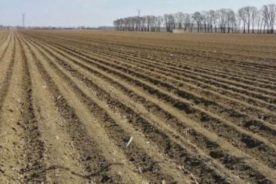 八角树怎么繁殖，可采用嫁接、分株、播种等方法