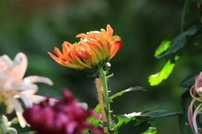 秋季怎么养护菊花，每天要晒光2-3小时