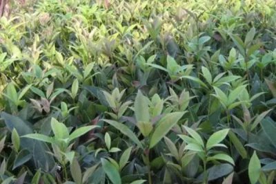 四季桂怎么种植,盆土要保持湿润、每天要提供足够的光照