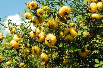 刺梨种植技术,繁殖方式有种子繁殖和扦插繁殖