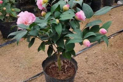 四季香妃茶花的开花次数，一年只开一次花