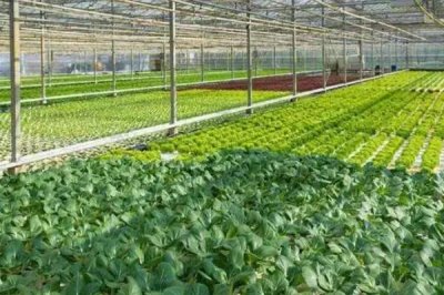 蔬菜大棚上起雾滴怎么办,可用有机硅兑水喷洒棚膜