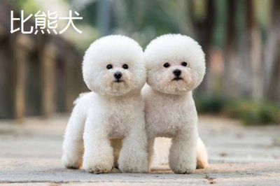 不掉毛的狗狗品种，蝴蝶犬基本不掉毛